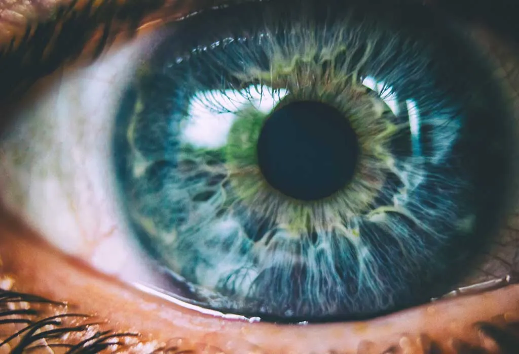 ¿Cuáles son las partes del ojo humano?